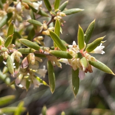 Monotoca scoparia (Broom Heath) at Gibraltar Pines - 18 Apr 2023 by JaneR