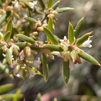 Monotoca scoparia (Broom Heath) at Paddys River, ACT - 18 Apr 2023 by JaneR