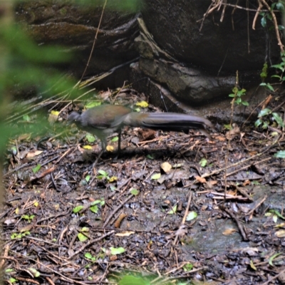 Menura novaehollandiae (Superb Lyrebird) at Budderoo National Park - 19 Apr 2023 by plants