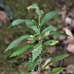 Helicia glabriflora (Smooth Helicia) at Jamberoo, NSW - 20 Apr 2023 by plants