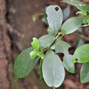 Cyclophyllum longipetalum at suppressed - suppressed