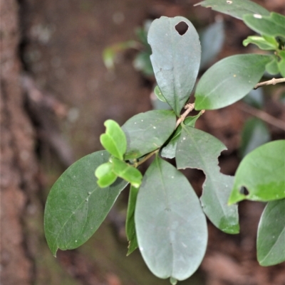 Cyclophyllum longipetalum at Jamberoo, NSW - 19 Apr 2023 by plants