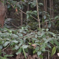 Cyclophyllum longipetalum at suppressed - suppressed