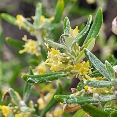 Olearia axillaris (Coast Daisy-bush) at Henley Beach, SA - 20 Apr 2023 by trevorpreston