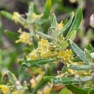 Olearia axillaris at Henley Beach, SA - 20 Apr 2023