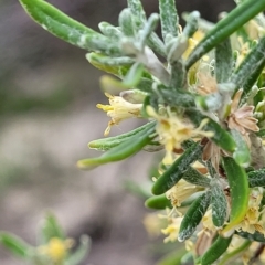 Olearia axillaris at Henley Beach, SA - 20 Apr 2023