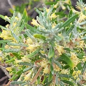 Olearia axillaris at Henley Beach, SA - 20 Apr 2023