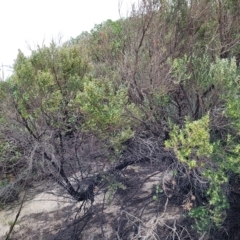 Olearia axillaris at Henley Beach, SA - 20 Apr 2023