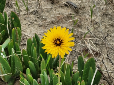 Reichardia tingitana (False Sowthistle) at Henley Beach, SA - 20 Apr 2023 by trevorpreston