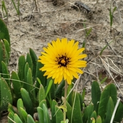Reichardia tingitana (False Sowthistle) at Henley Beach, SA - 20 Apr 2023 by trevorpreston