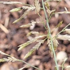 Unidentified Grass at Port Adelaide, SA - 20 Apr 2023 by trevorpreston