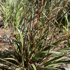 Stylidium armeria subsp. armeria (Trigger Plant) at Gibraltar Pines - 19 Apr 2023 by JaneR