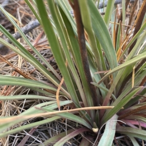 Stylidium armeria subsp. armeria at Paddys River, ACT - 19 Apr 2023