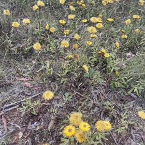 Xerochrysum subundulatum at Tennent, ACT - 19 Apr 2023 01:40 PM