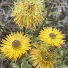 Xerochrysum subundulatum at Tennent, ACT - 19 Apr 2023 01:40 PM