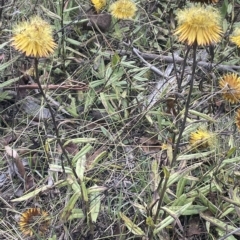 Xerochrysum subundulatum at Tennent, ACT - 19 Apr 2023 01:40 PM