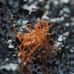 Unidentified Moss, Lichen, Liverwort, etc at Mount Taylor - 18 Apr 2023 by BarrieR