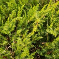 Juniperus communis (Juniper) at Mount Mugga Mugga - 20 Apr 2023 by Mike