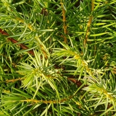 Juniperus communis at O'Malley, ACT - 20 Apr 2023