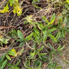 Passiflora caerulea (Blue Passionflower) at Mount Mugga Mugga - 20 Apr 2023 by Mike