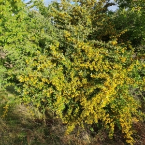 Pyracantha angustifolia at Jerrabomberra, ACT - 20 Apr 2023