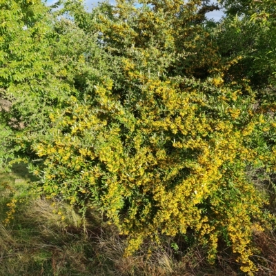 Pyracantha angustifolia (Firethorn, Orange Firethorn) at Mount Mugga Mugga - 20 Apr 2023 by Mike