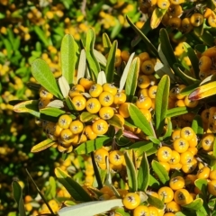 Pyracantha angustifolia at Jerrabomberra, ACT - 20 Apr 2023