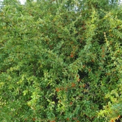 Pyracantha fortuneana (Firethorn) at Mount Mugga Mugga - 20 Apr 2023 by Mike