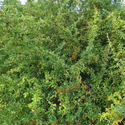 Pyracantha fortuneana (Firethorn) at Mount Mugga Mugga - 20 Apr 2023 by Mike