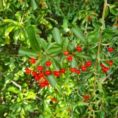 Pyracantha fortuneana at Jerrabomberra, ACT - 20 Apr 2023
