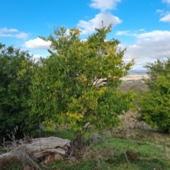 Celtis australis (Nettle Tree) at Mount Mugga Mugga - 20 Apr 2023 by Mike