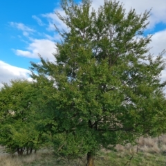 Ulmus parvifolia (Chinese Elm) at Mount Mugga Mugga - 20 Apr 2023 by Mike