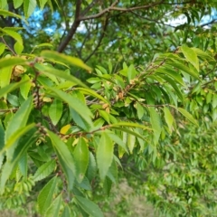 Ulmus parvifolia at Jerrabomberra, ACT - 20 Apr 2023