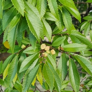 Ulmus parvifolia at Jerrabomberra, ACT - 20 Apr 2023