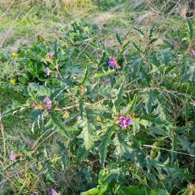 Solanum cinereum (Narrawa Burr) at Mount Mugga Mugga - 20 Apr 2023 by Mike