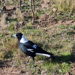Gymnorhina tibicen (Australian Magpie) at Mount Mugga Mugga - 20 Apr 2023 by Mike