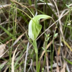 Diplodium laxum (Antelope greenhood) at Stromlo, ACT - 15 Apr 2023 by AJB