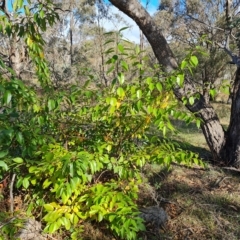 Prunus serotina (Black Cherry) at O'Malley, ACT - 20 Apr 2023 by Mike
