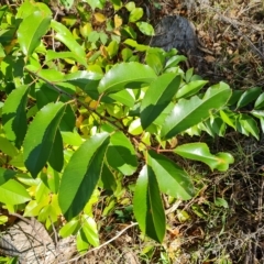 Prunus serotina at O'Malley, ACT - 20 Apr 2023