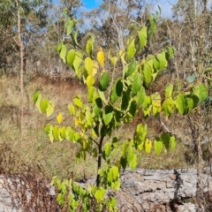 Celtis australis (Nettle Tree) at Mount Mugga Mugga - 20 Apr 2023 by Mike