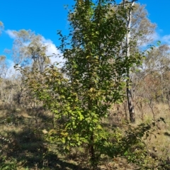 Pyrus calleryana (Callery Pear) at O'Malley, ACT - 20 Apr 2023 by Mike