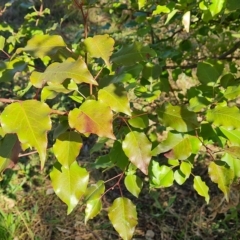 Pyrus calleryana at O'Malley, ACT - 20 Apr 2023 02:17 PM