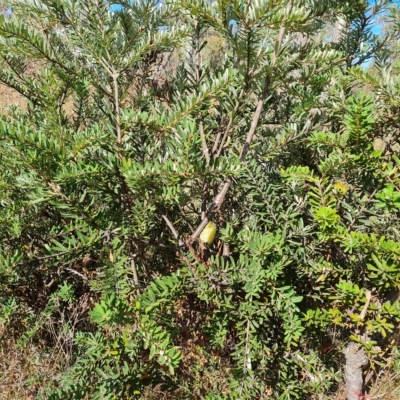 Banksia marginata (Silver Banksia) at Mount Mugga Mugga - 20 Apr 2023 by Mike