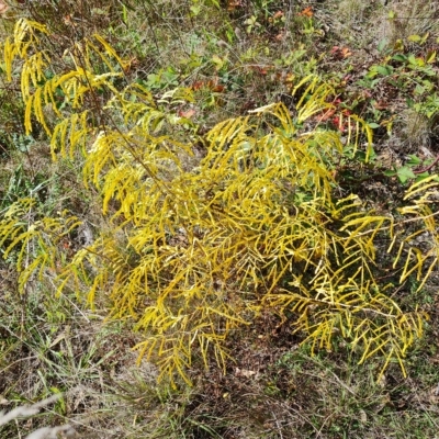 Gleditsia triacanthos (Honey Locust, Thorny Locust) at Mount Mugga Mugga - 20 Apr 2023 by Mike