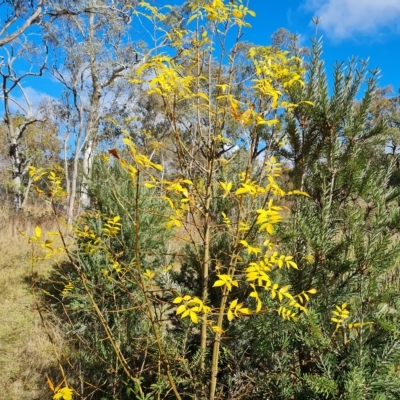 Fraxinus sp. (An Ash) at Mount Mugga Mugga - 20 Apr 2023 by Mike