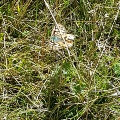 Heteronympha penelope at Tinderry, NSW - 20 Apr 2023