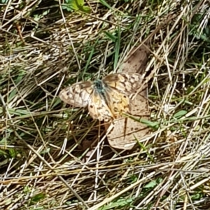 Heteronympha penelope at Tinderry, NSW - 20 Apr 2023 12:45 PM