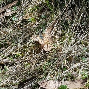 Heteronympha penelope at Tinderry, NSW - 20 Apr 2023 12:45 PM