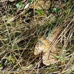 Heteronympha penelope at Tinderry, NSW - 20 Apr 2023 12:45 PM