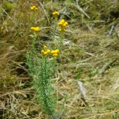 Chrysocephalum semipapposum (Clustered Everlasting) at Tinderry, NSW - 20 Apr 2023 by danswell